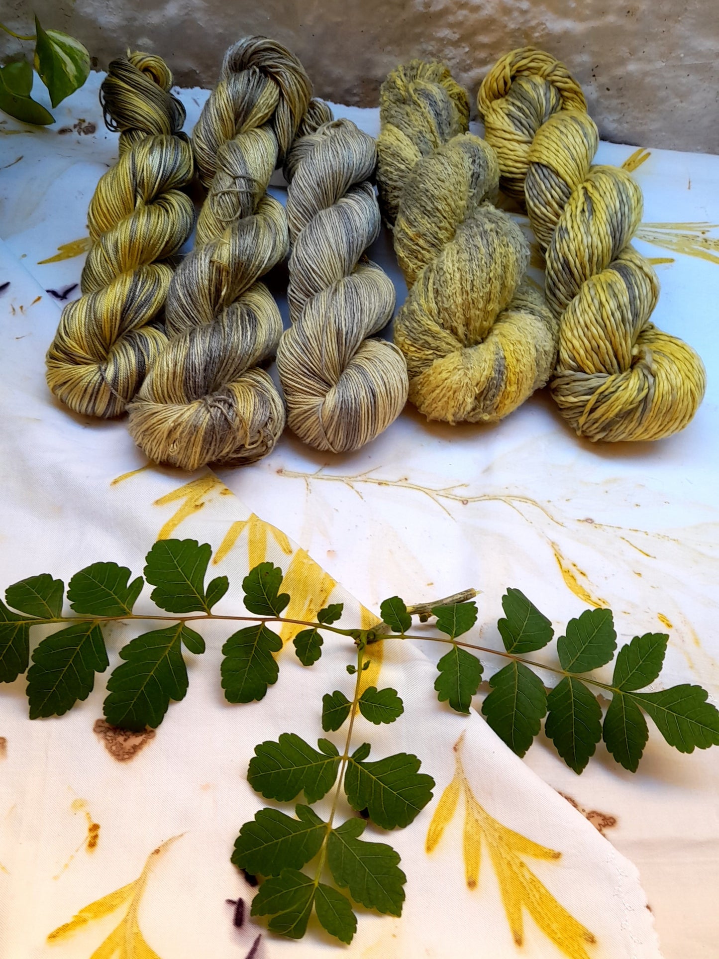 Botanical Study Yarn Club - Golden Rain Tree!